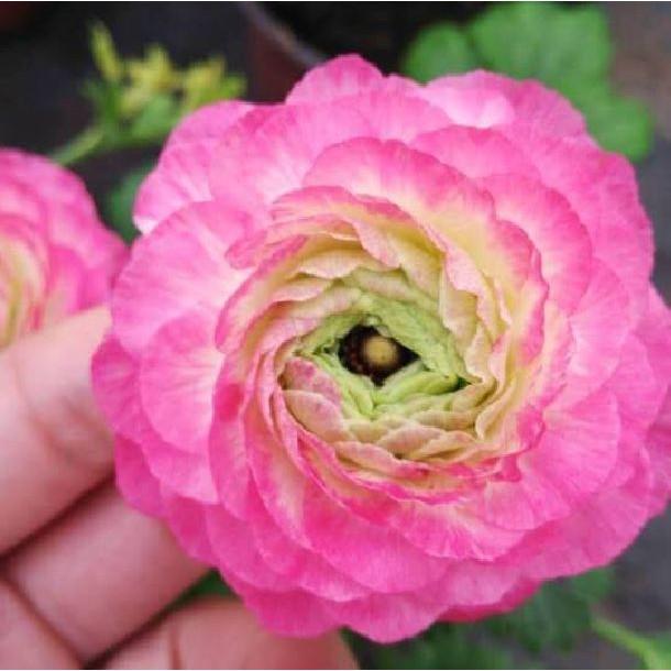 Bộ 6 Củ giống hoa mao lương mix màu