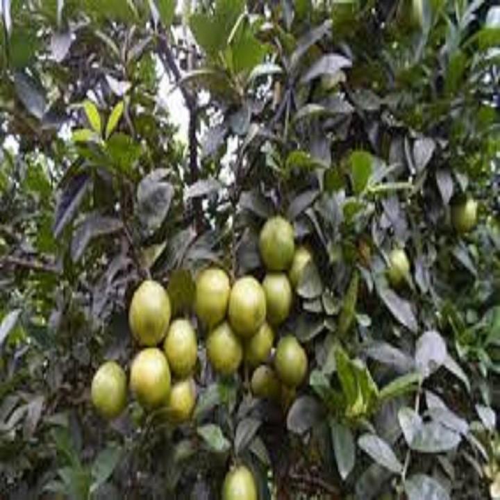 Cây giống chanh đào- NCCGCD