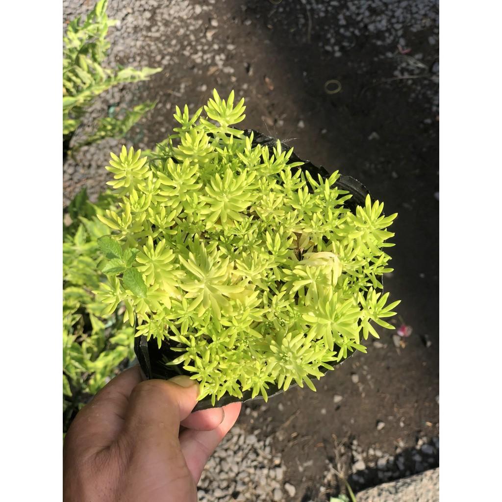 Cây Sedum - 10 giờ Úc