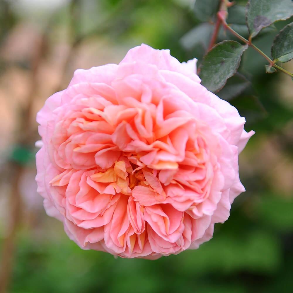 Abraham Darby cây thân gỗ dáng tree - Hoa hồng ngoại nhiều nụ đẹp