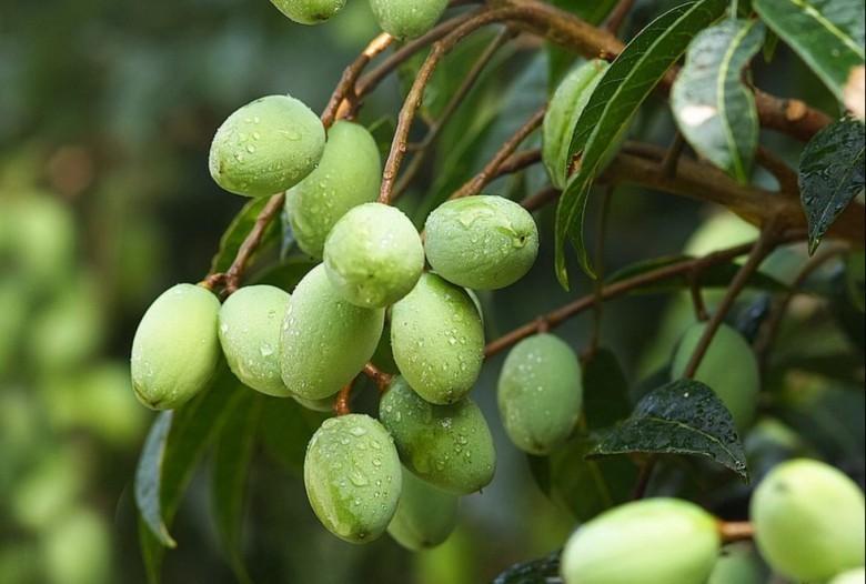 Cây TRÁM TRẮNG ghép, cây giống to khỏe, siêu lợi nhuận kinh tế