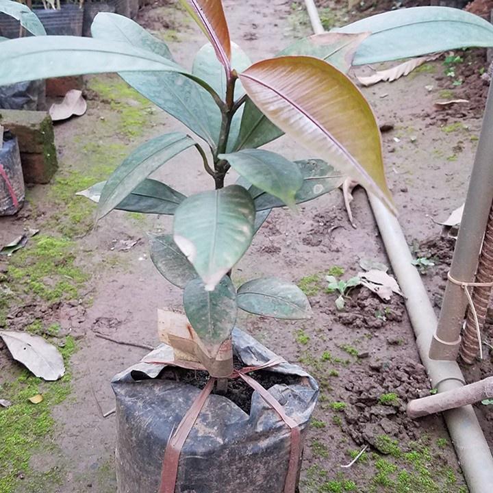 Măng cụt - Cây đặc sản.
