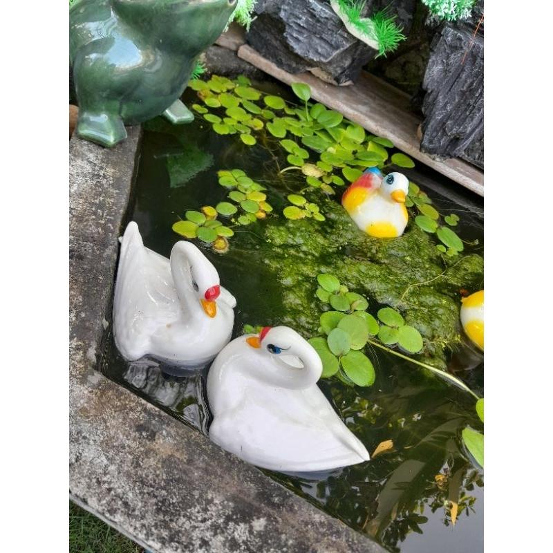 2 thiên nga nổi trên nước -2 chú vịt bơi trên nước