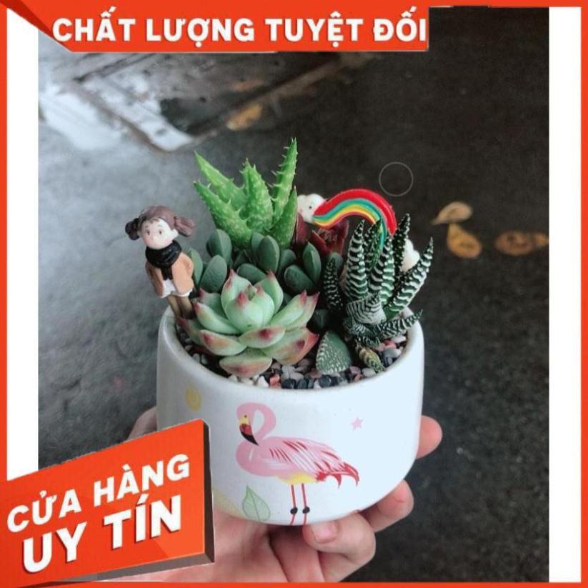 Chậu sen đá tiểu cảnh Nhiều Người Mua