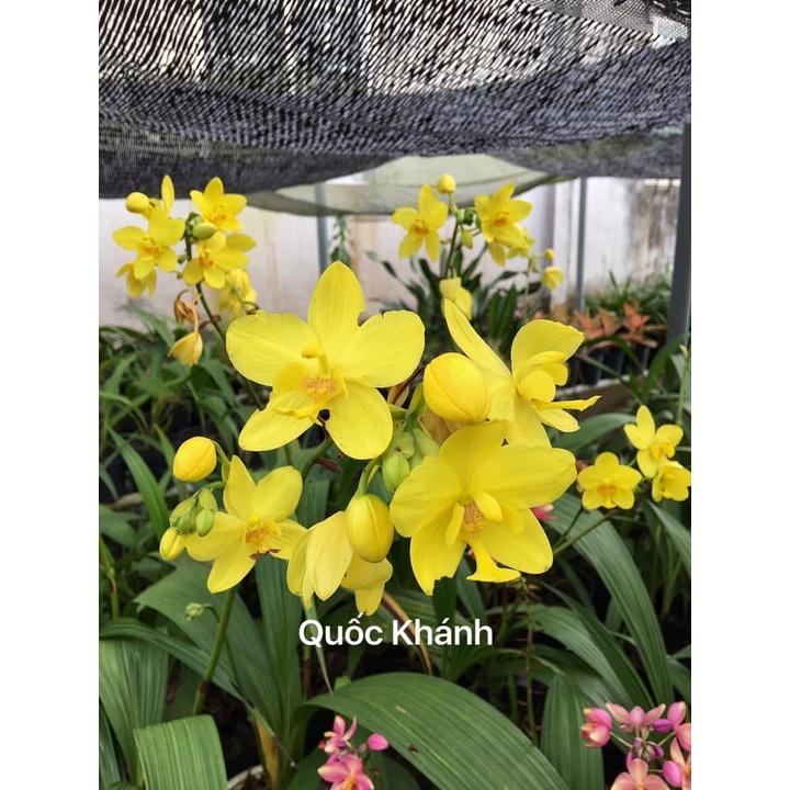 CHẬU HOA ĐỊA LAN CHU ĐỈNH VÀNG