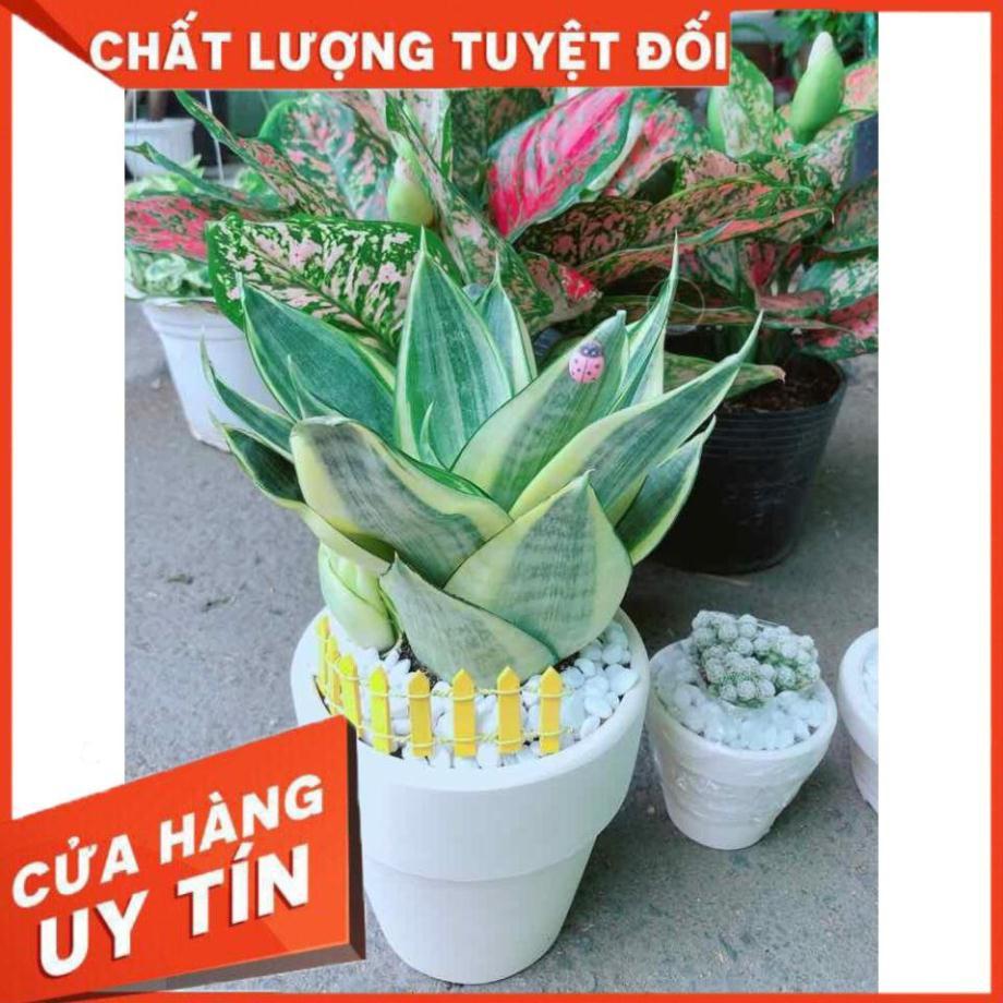 Chậu lưỡi hổ thái Nhiều Người Mua