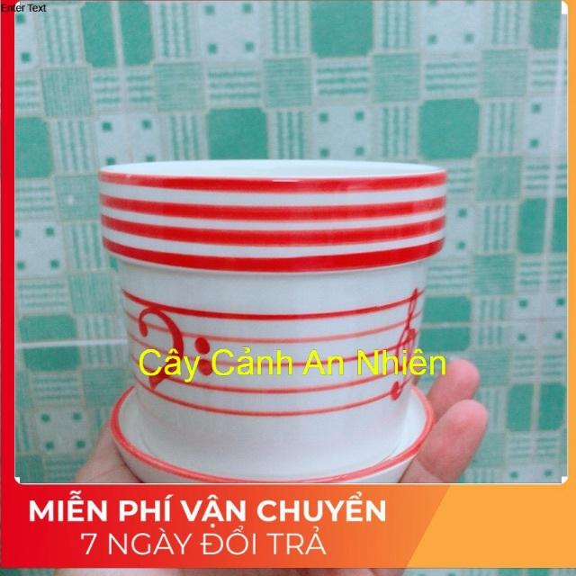Chậu Trồng Cây