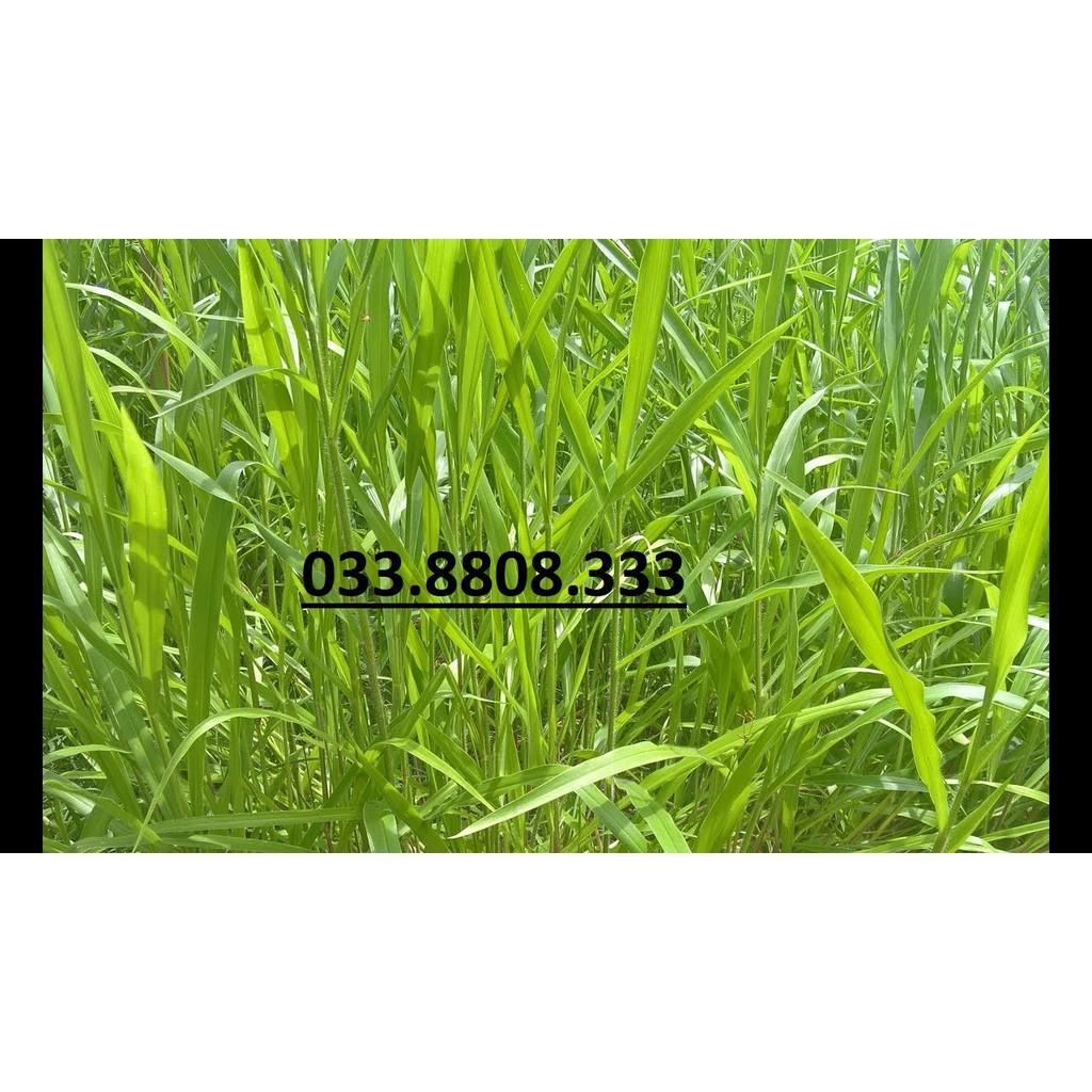 Hạt giống cỏ Ruzi - Cỏ chịu dẫm đạp - Hạt Giống Cỏ Chăn Nuôi Trâu-bò-dê-cừu-cá