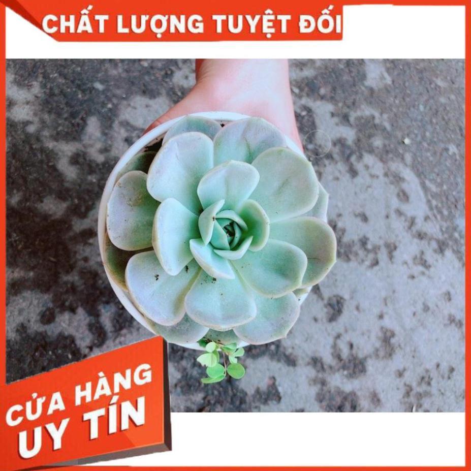 Chậu Sen Đá Hồng Nhiều Người Mua