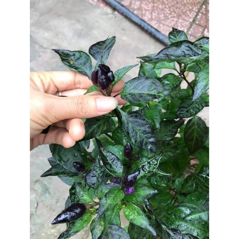 Cây giống ớt tím