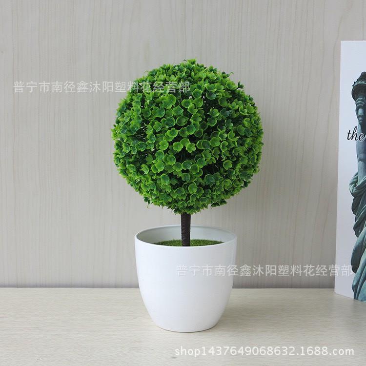 Chậu hoa cẩm tú cầu để bàn, để trang trí kệ treo tường .