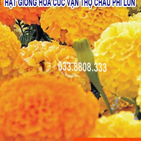 Hạt Giống Hoa Cúc Vạn Thọ Lùn -Hoa Đẹp Trồng Quanh Năm