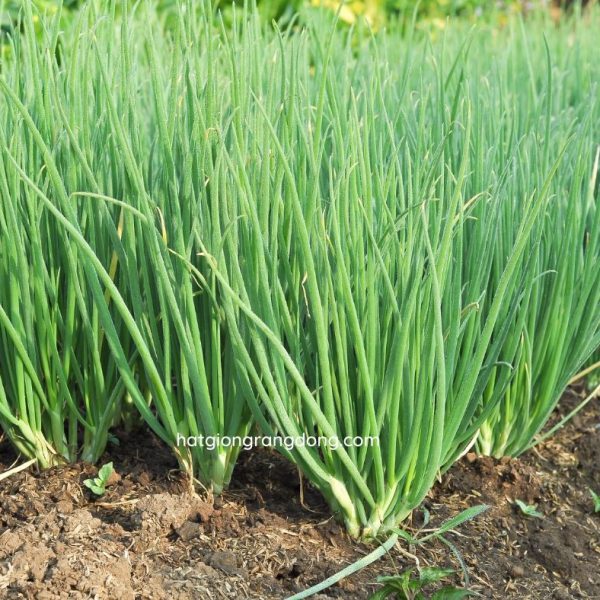Hạt giống Hành Lá, Dễ Trồng, Thiết Yếu Cho Mỗi Bữa Cơm Gia Đình - Nông Sản Vàng