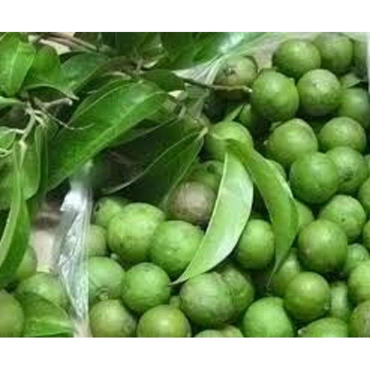 CÂY GIỐNG SẤU CHÙM, SẤU ĂN QỦA SIÊU NGON SIÊU QUẢ DÒNG QUẢ SỚM- CAM KÊT GIỐNG CHUẨN F1