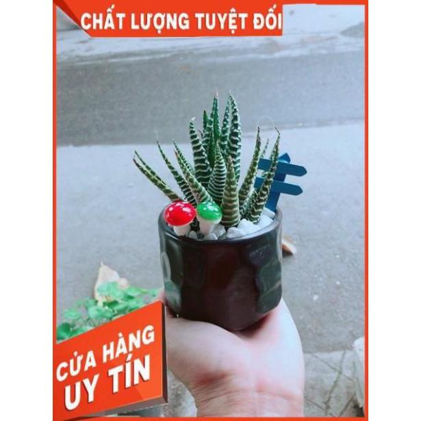 Chậu Móng Rồng