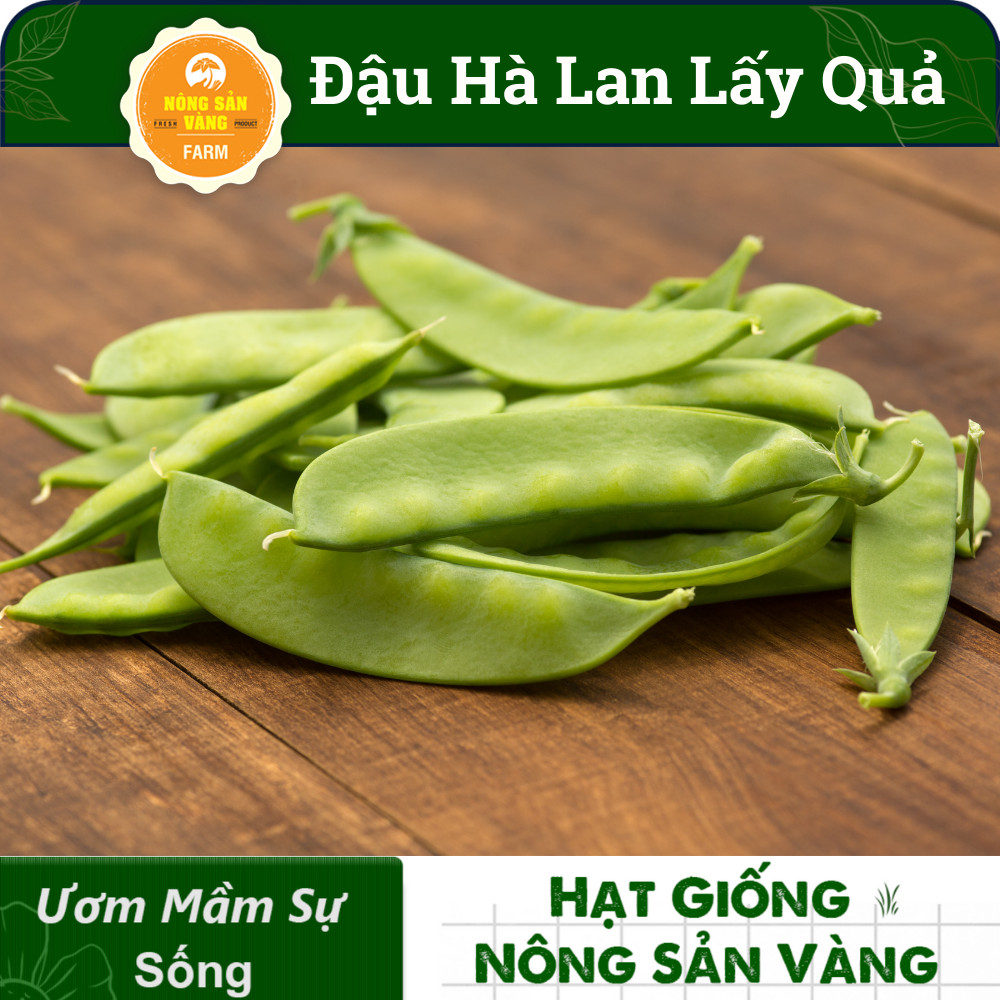 Hạt giống Đậu Hà Lan Xanh ( Gói 10 Gram ) - Nông Sản Vàng