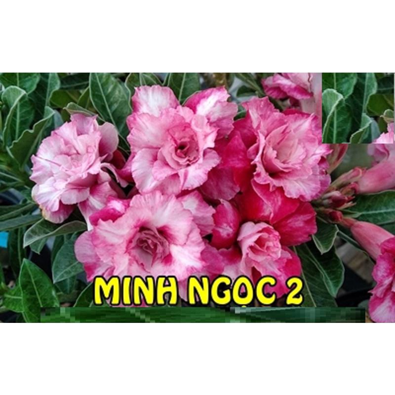 Cây sứ thái kép " MINH NGỌC 2 "