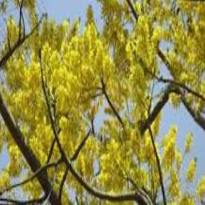 Cây Phượng vàng (Cây Phượng hoa vàng), hoa cực đẹp, hiếm, lạ, cây giống gửi đi nguyên bầu
