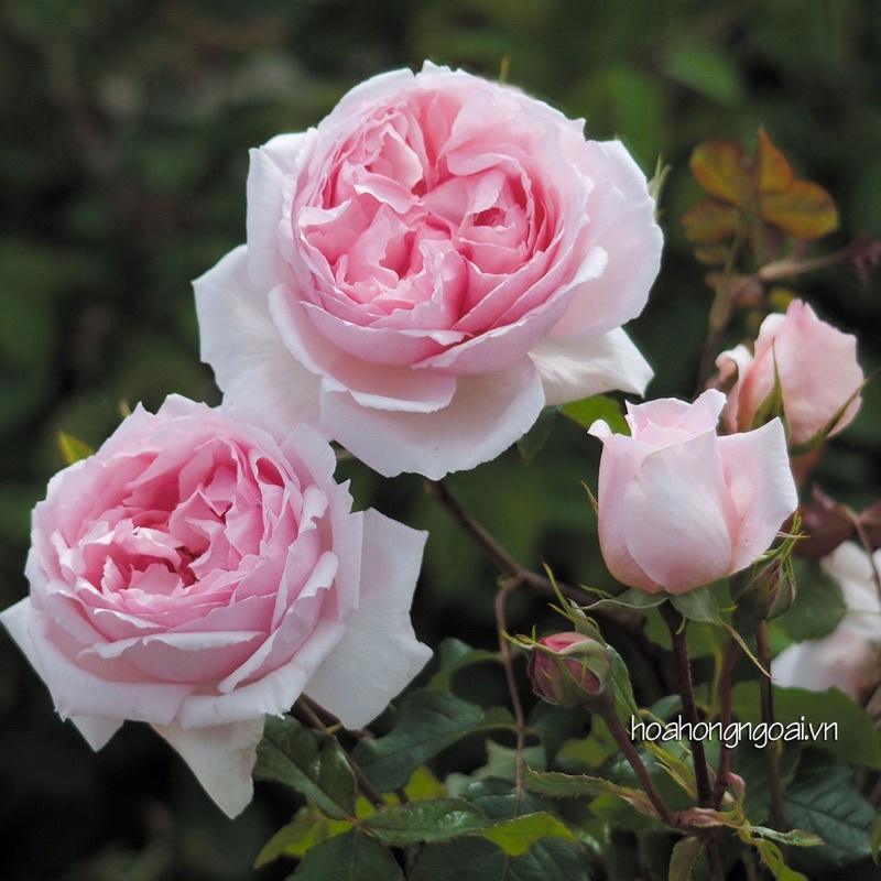 Chậu hoa hồng The Wedgood Rose - hồng leo, hoa thơm