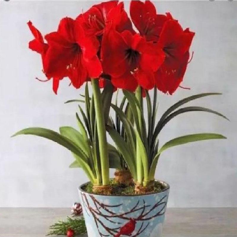 Củ hoa lan huệ - cây cảnh để bàn - ra hoa sau 1 tháng