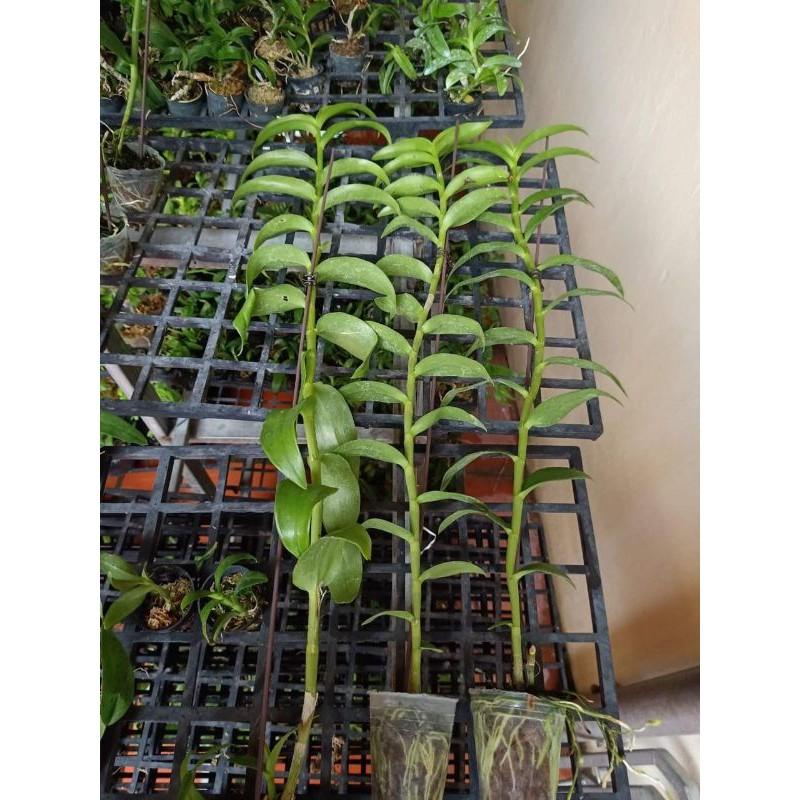 Phi điệp hàng đài côc 1 thân