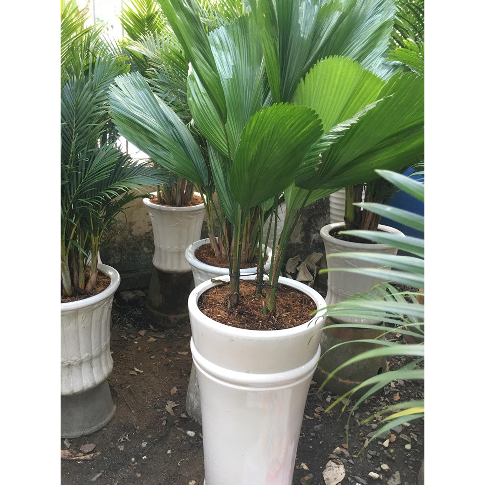 Cây cọ lớn văn phòng