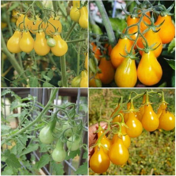 Hạt giống cà chua quả trái lê vàng - 30 hạt/gói