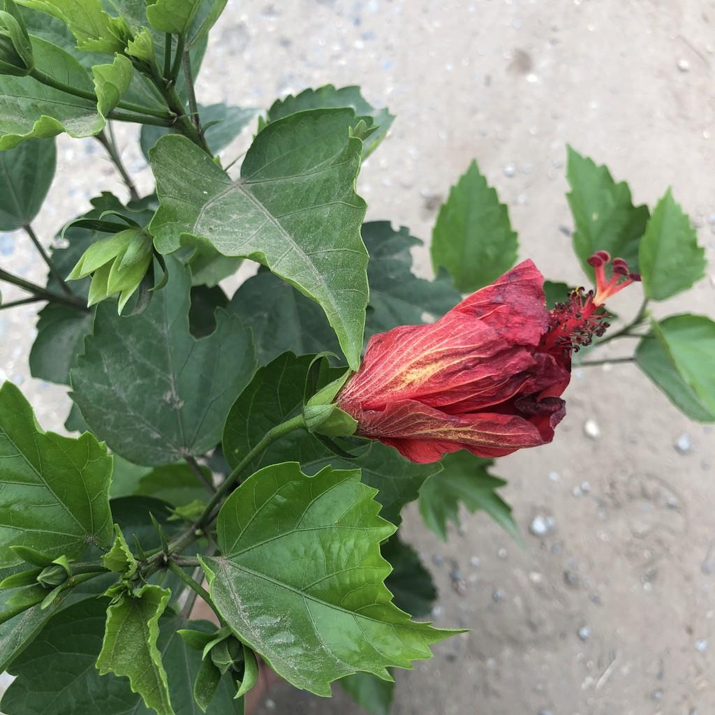 Cây dâm bụt thái hoa đỏ, chiều cao 30-35cm thân gốc to cây tán sum suê đẹp thích hợp trang trí sân vườn