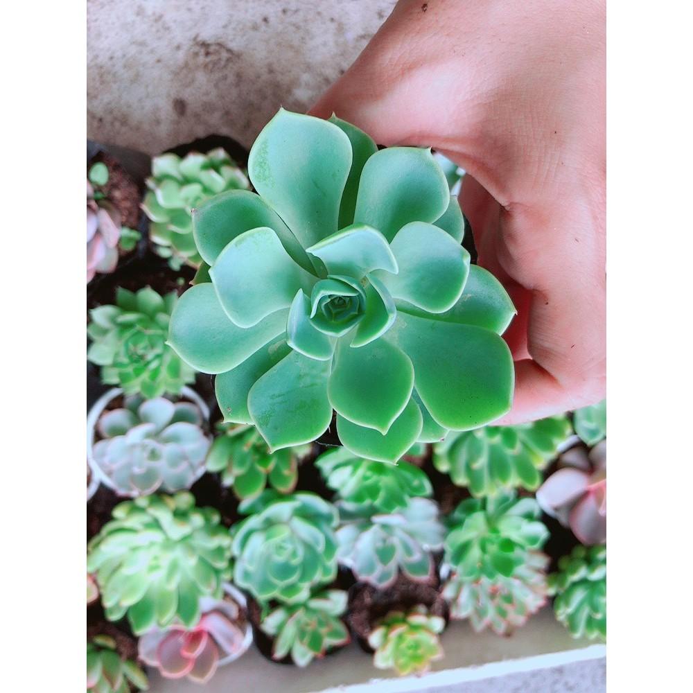 Combo 10 Cây Sen Đá