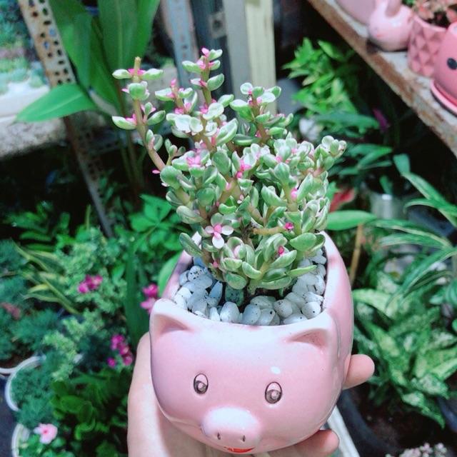 Chậu Đô La Hồng