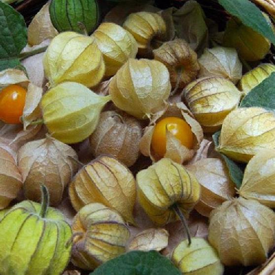 Combo 2 gói Hạt Giống Cây Thù Lù Nam Mỹ -gói 50 hạt-tặng kèm gói phân bón lót