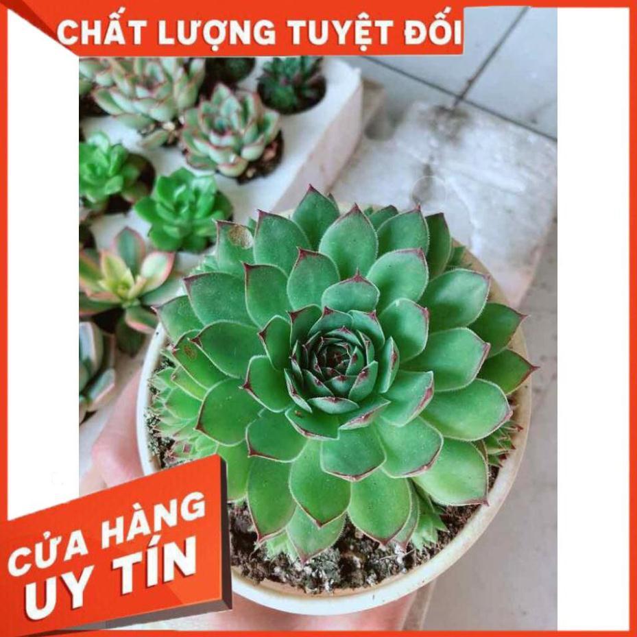 Combo sen đá phật bà kèm chậu sứ trắng Nhiều Người Mua