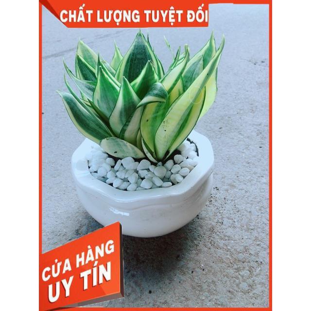 Chậu Lưỡi Hổ Thái