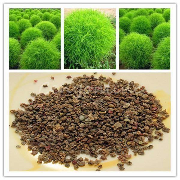 Hạt giống cỏ đổi màu