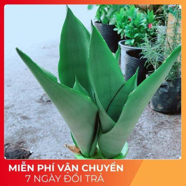 Chậu Lưỡi Hổ Thuỷ Sinh