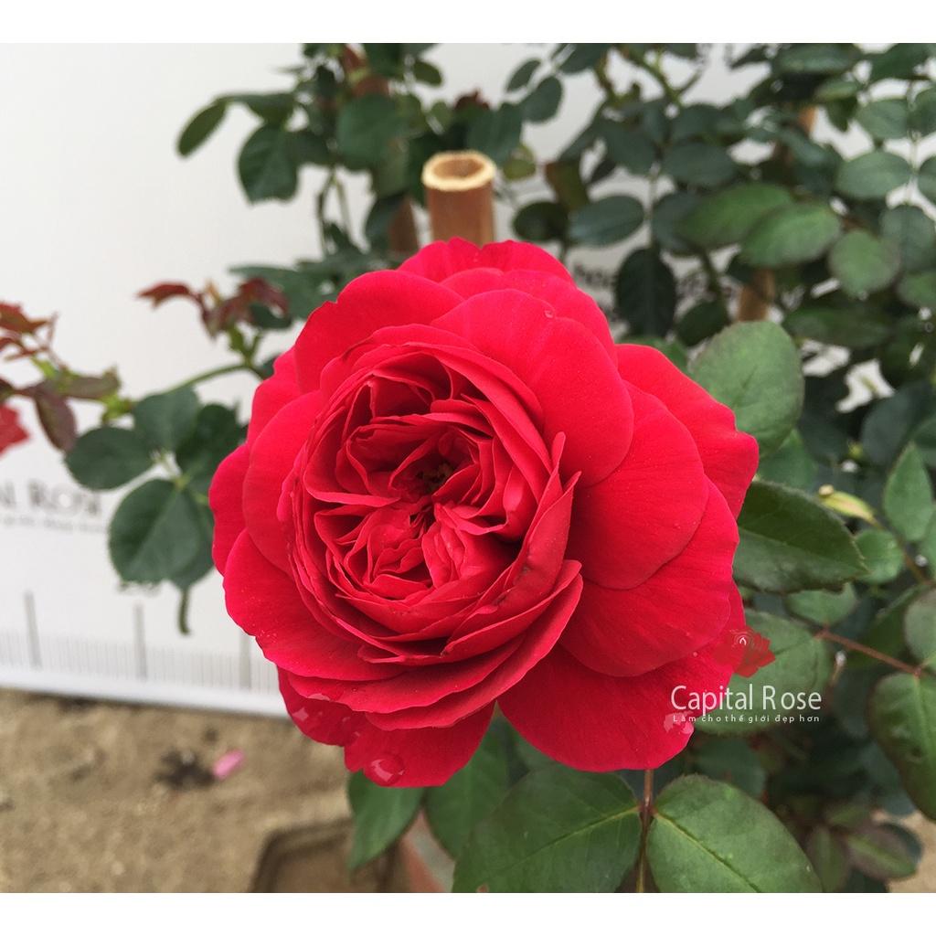 Hoa hồng ngoại Wines Cellar Rose đỏ fom hoa to