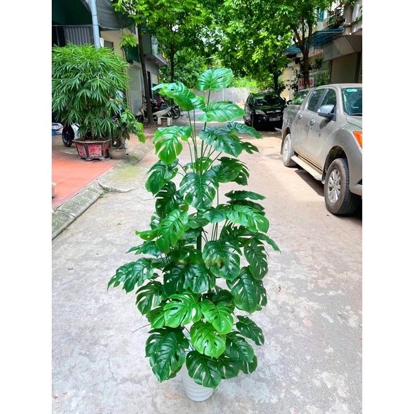 Cây trầu bà lá xẻ - Size 160cm - kèm chậu và sỏi trắng - Cây giả, hoa lụa trang trí nhà cửa