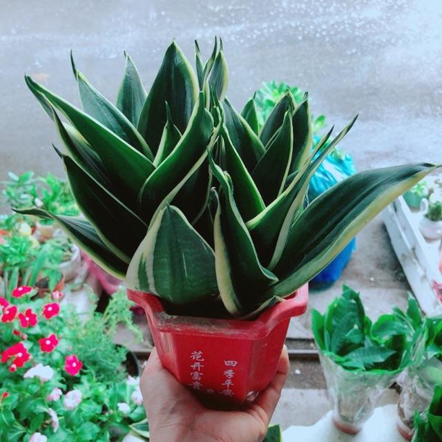 Chậu Lưỡi Hổ Thái Xanh