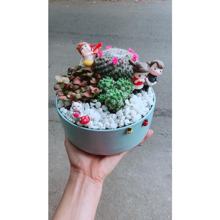 Chậu Cây Xương Rồng Tiểu Cảnh