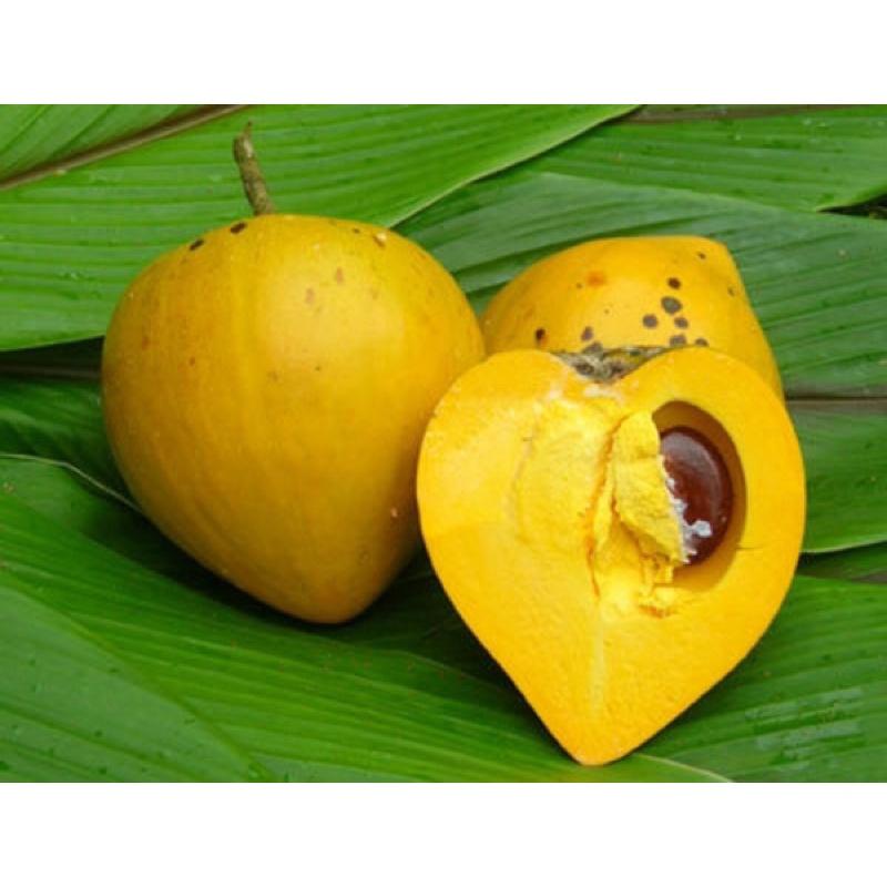Cây giống trứng gà hay Lêkima dễ trồng ít sâu bệnh.