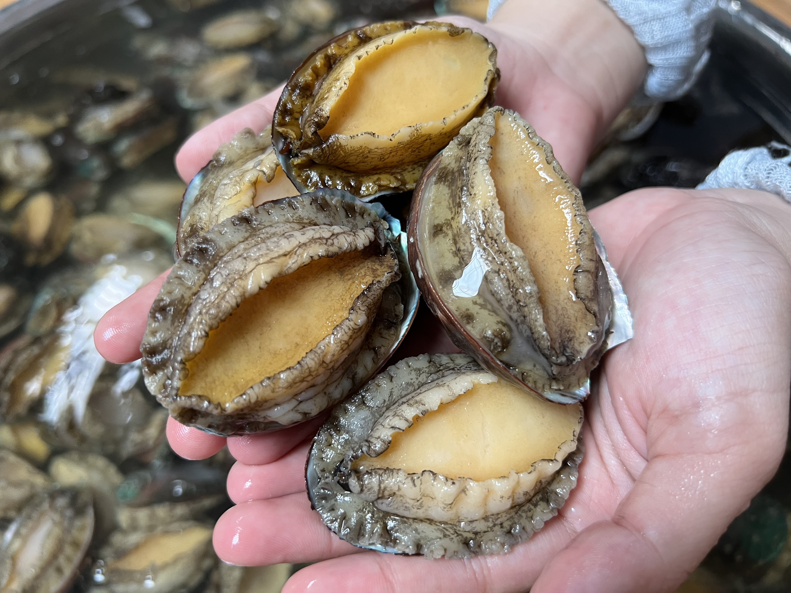 Bào ngư thượng hạng size : 20 - 22 con/kg