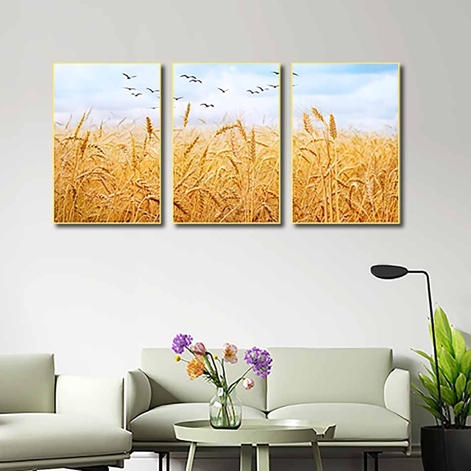 Bộ 3 tranh canvas treo tường Decor Cánh đồng lúa mạch - DC145