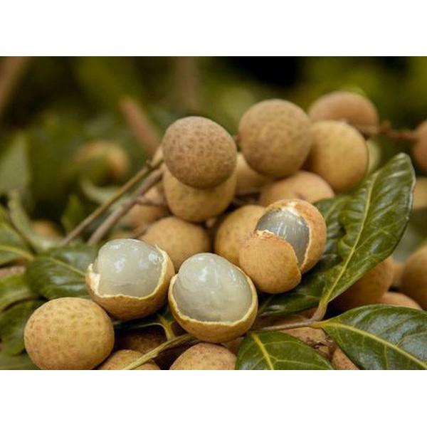CÂY GIỐNG NHÃN ĐƯỜNG PHÈN .