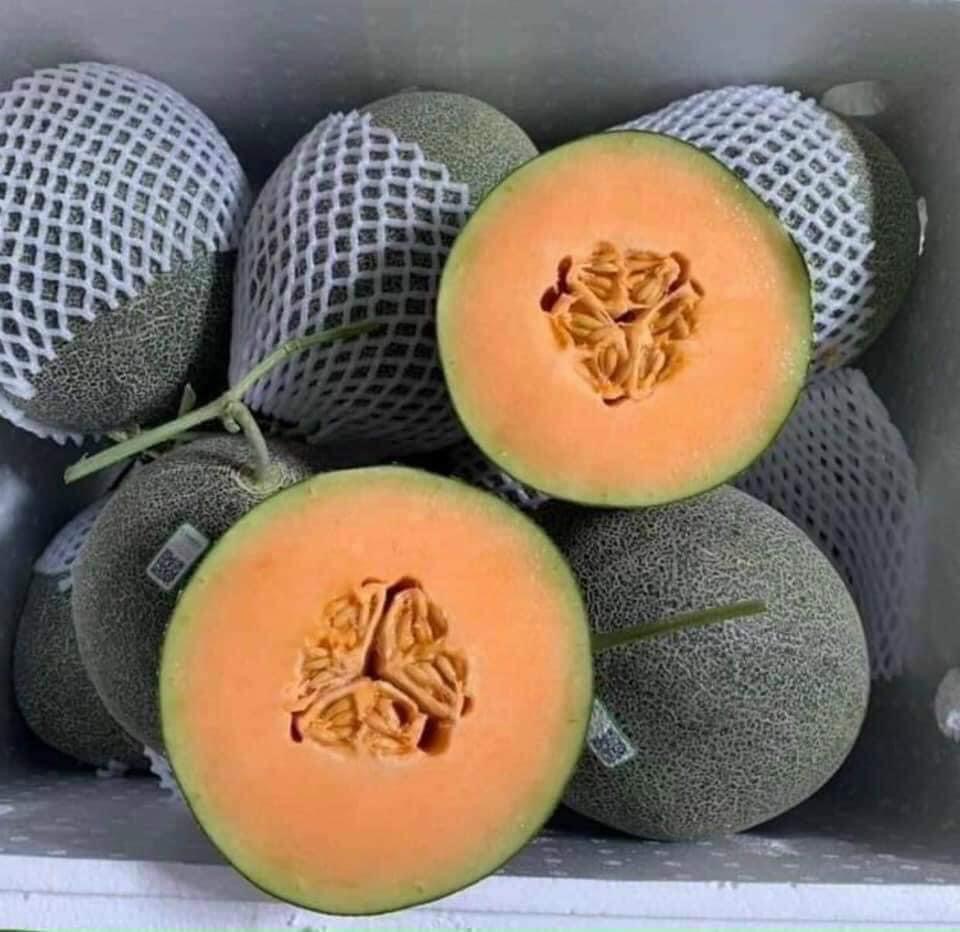 Dưa Lưới Mật E-Garden