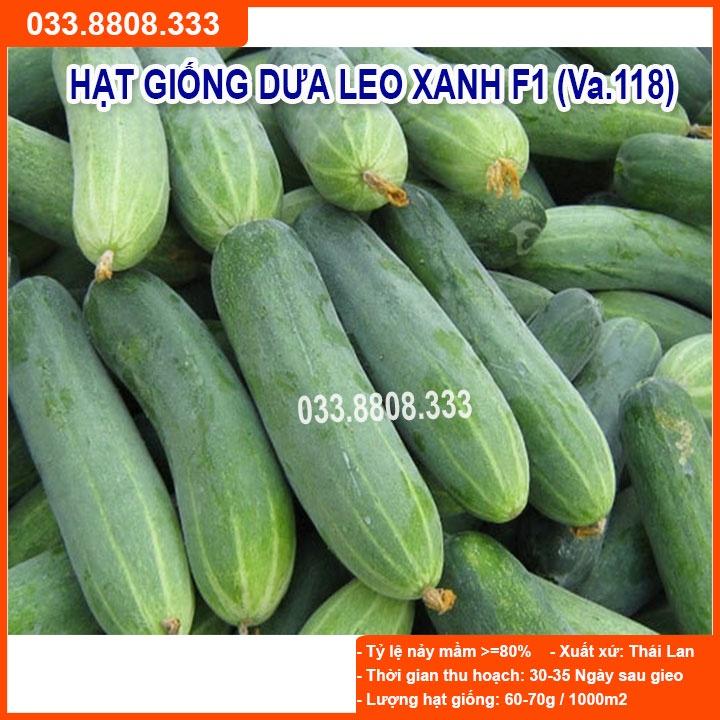 Hạt giống Dưa Leo Xanh F1 Chịu Nhiệt – 1gram- Dưa Năng Suất Cao Quả To Dài