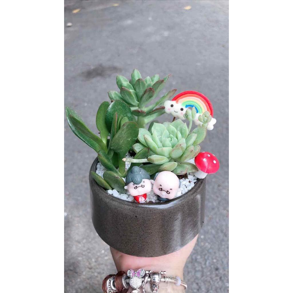 Chậu sen đá tiểu cảnh Bán Chạy