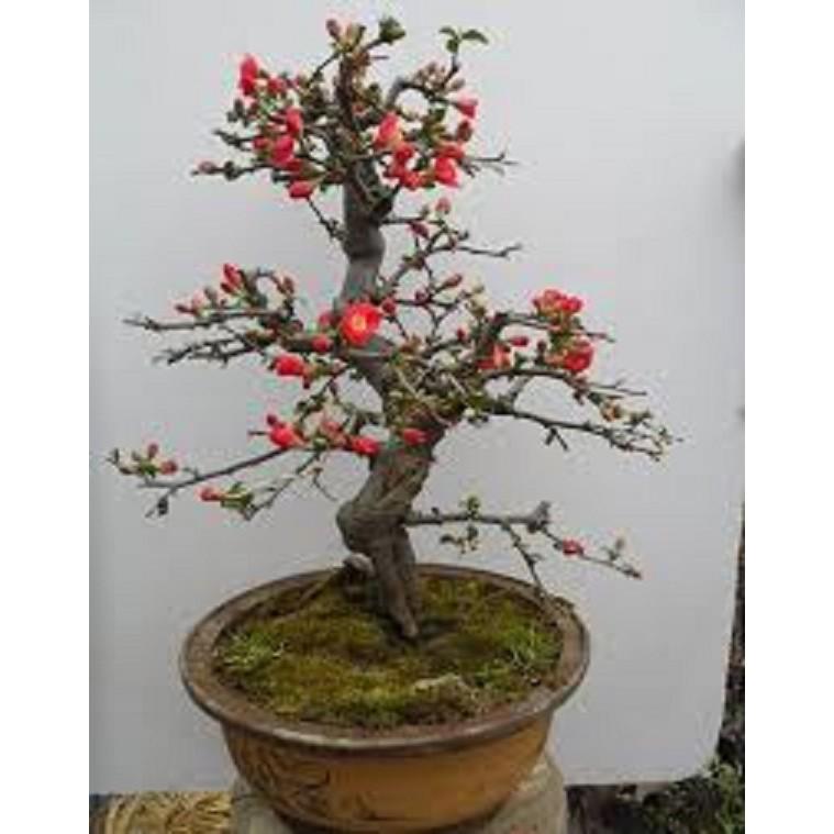 Mai Đỏ bonsai TỨ QUÝ CHẬU HOA QUANH NĂM SIÊU ĐẸP
