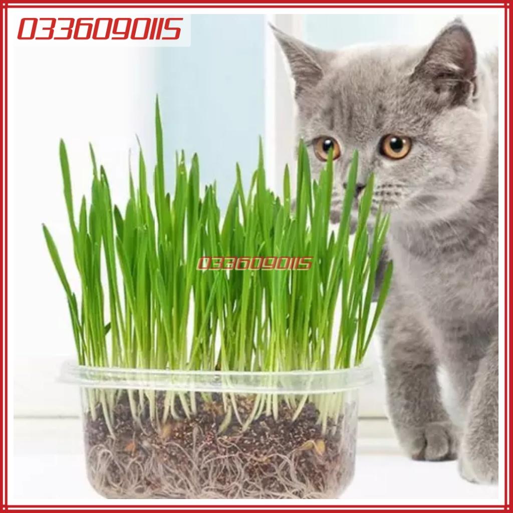 100g Hạt giống cỏ yến mạch - cỏ chịu lạnh , chịu sương muối