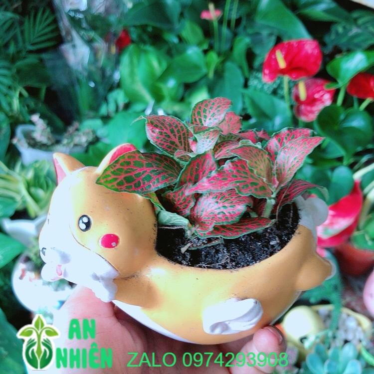 Chậu Cây Cẩm Nhung Đỏ