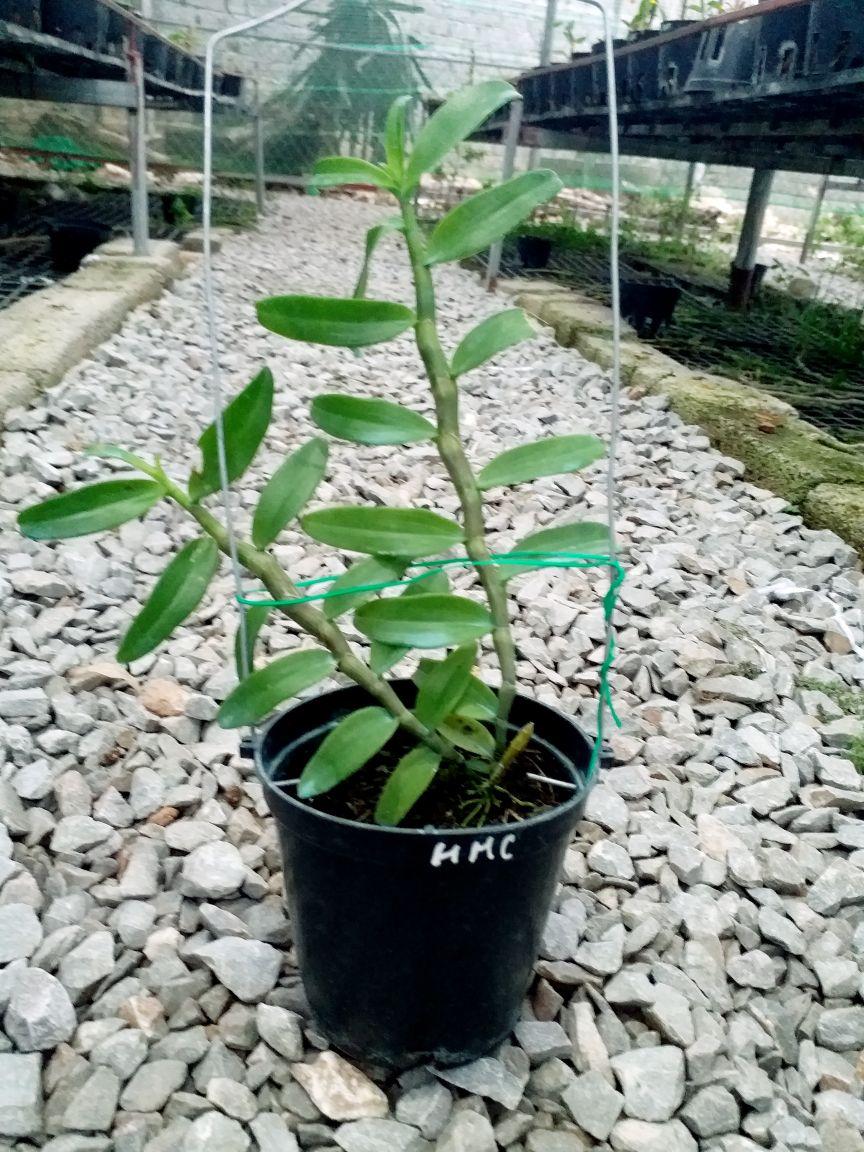 CHẬU HOA LAN PHI ĐIỆP HỒNG MINH CHÂU CÂY GIỐNG CẤY MÔ SIÊU ĐẸP cam kết chất lượng UY TÍN CHẤT LƯỢNG
